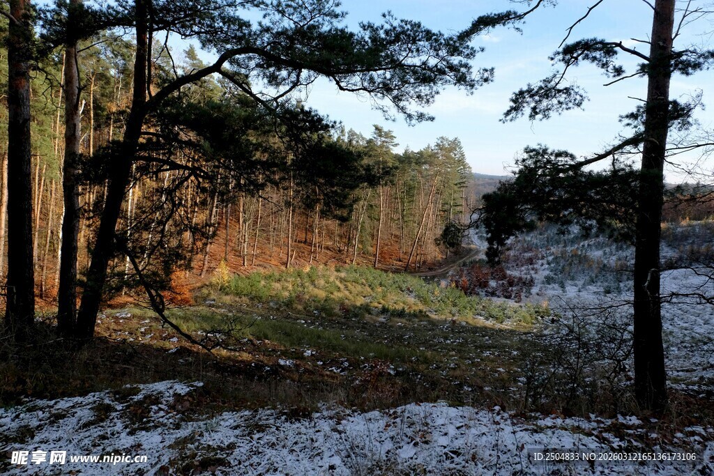 冬日森林雪景风光