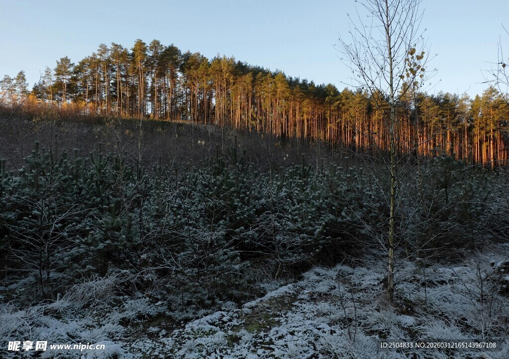 冬日林地景观