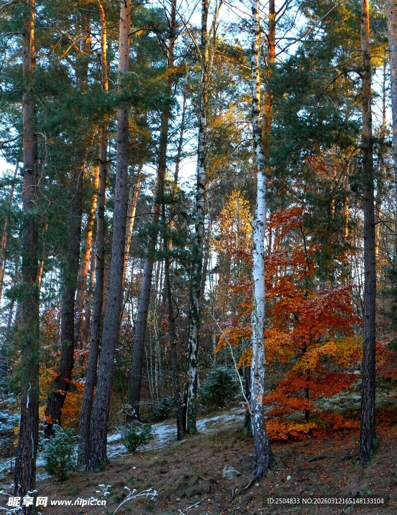 秋日森林中的斑斓景致