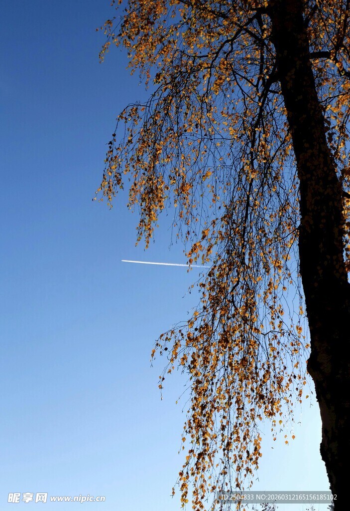 蓝天映衬下的金黄垂枝树