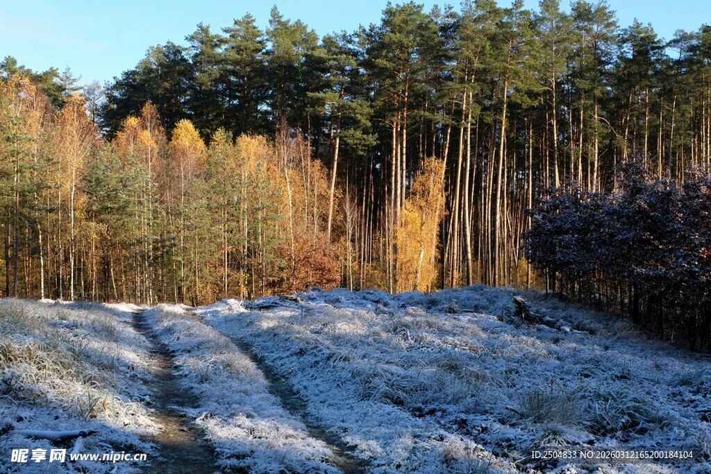 冬日林间覆霜景象