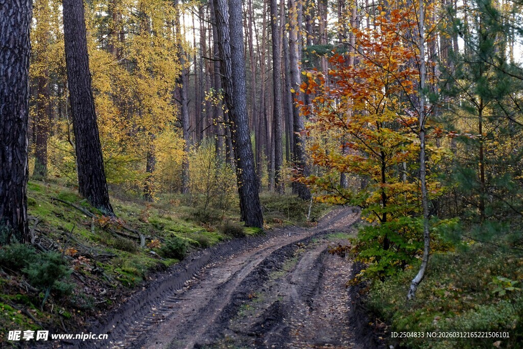 秋日林间蜿蜒的泥土小路