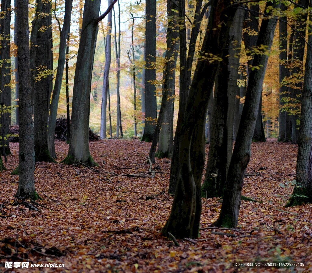 秋日森林落叶美景