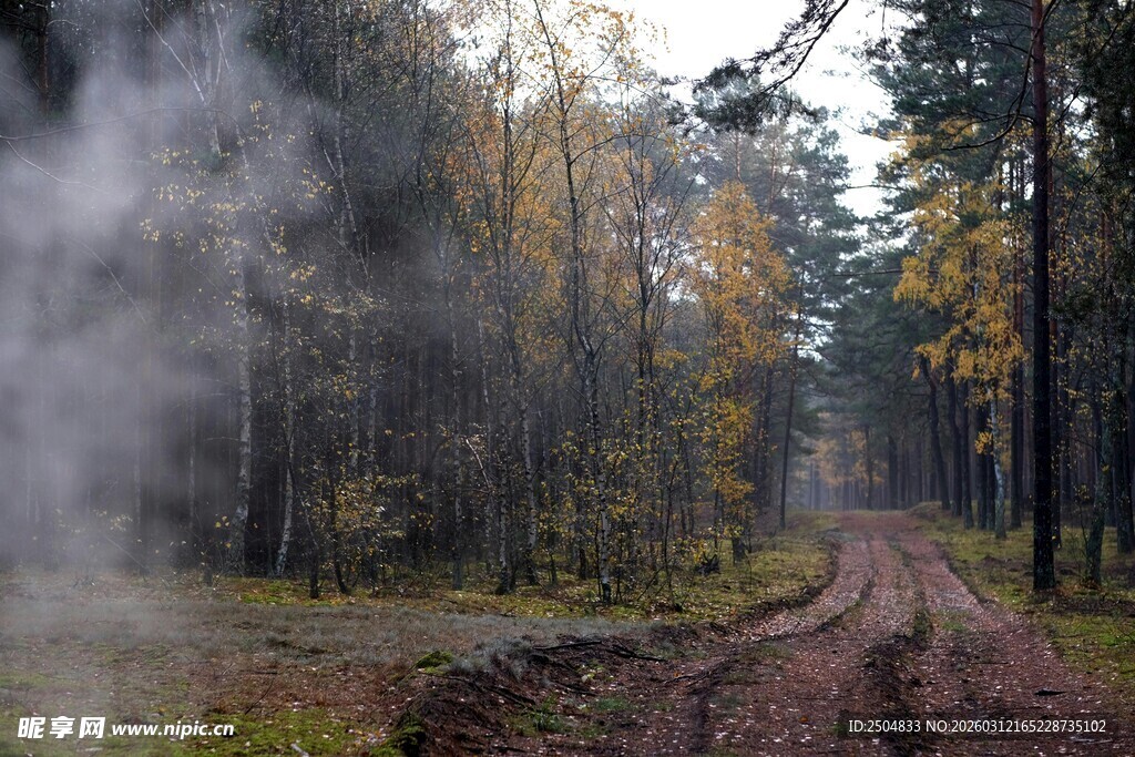 秋日林间雾霭弥漫之路