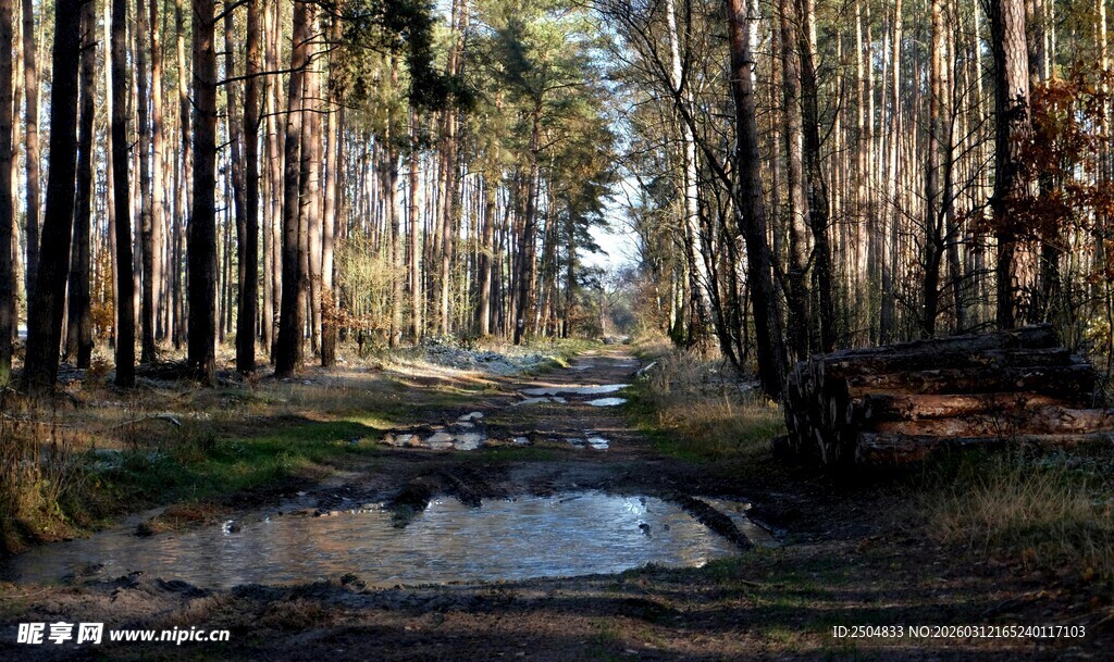 林间积水的静谧森林小道