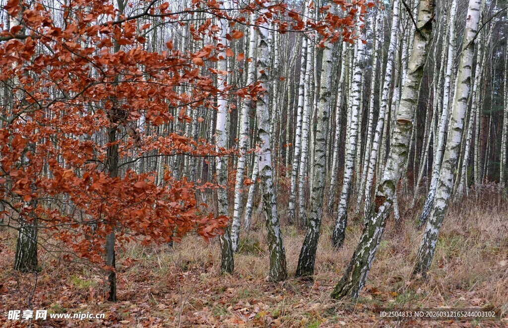 秋日白桦林的斑斓景致