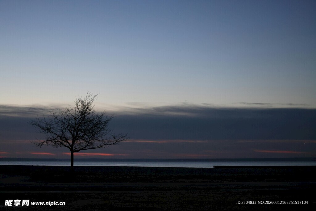 旷野孤树 暮色中的宁静
