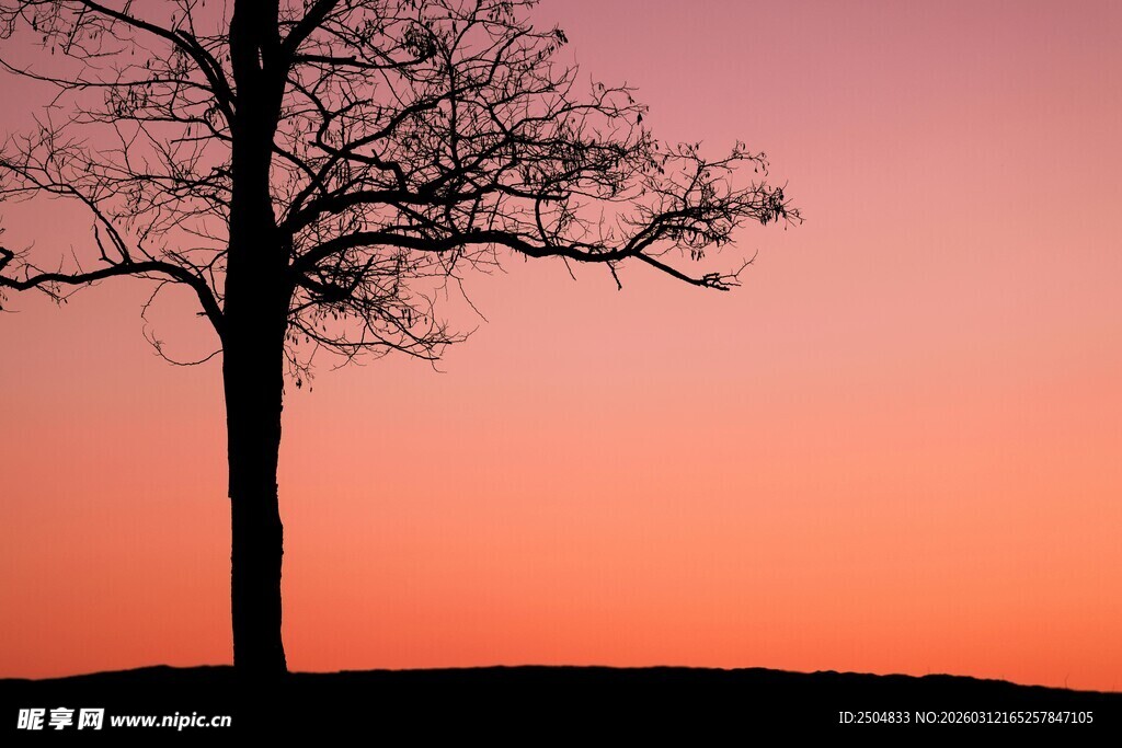 夕阳下的孤独树木