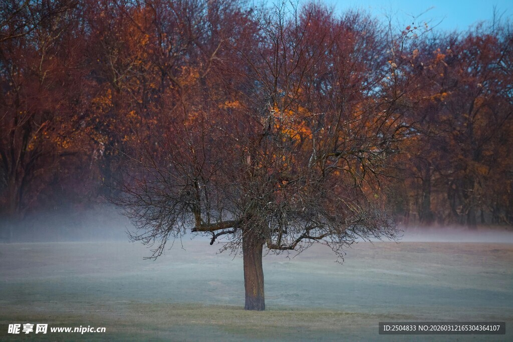 雾中孤树秋景图