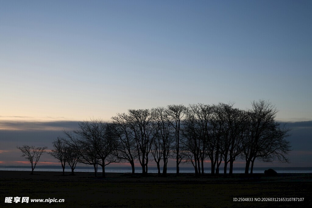 黄昏下的树木与广阔天际