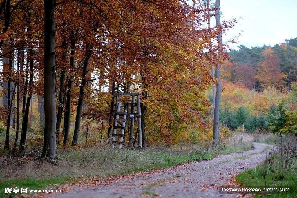 秋日林间小径斑驳美景