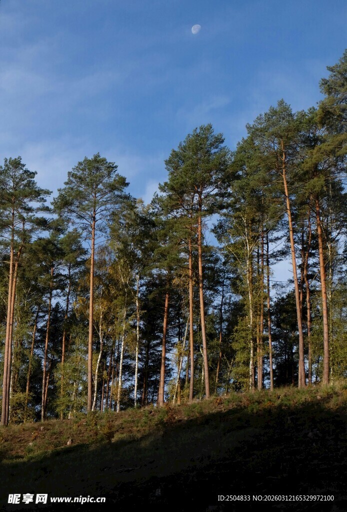 阳光照耀下的挺拔松树林