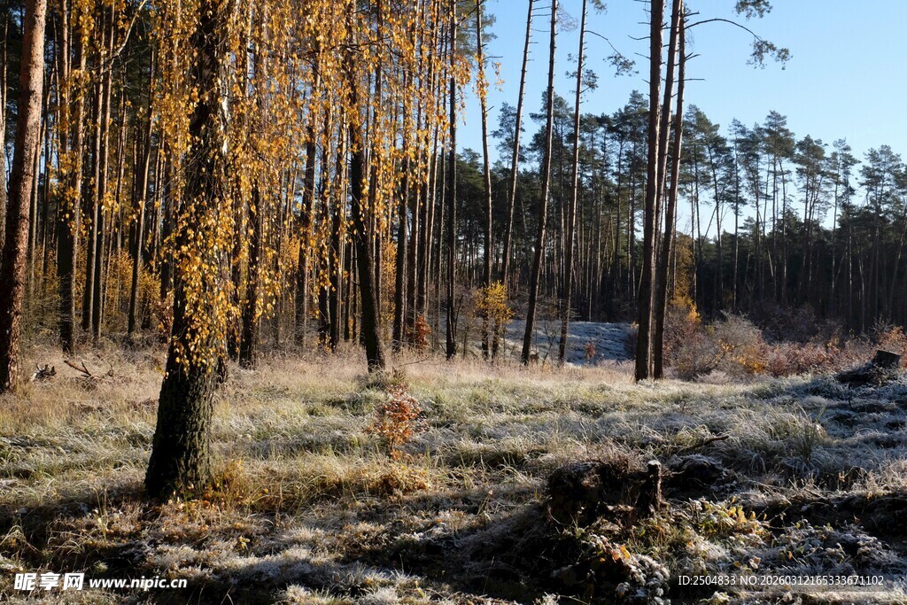 冬日森林中的枯树景象