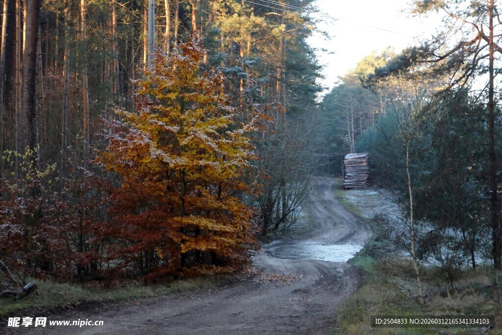秋日林间小路美景