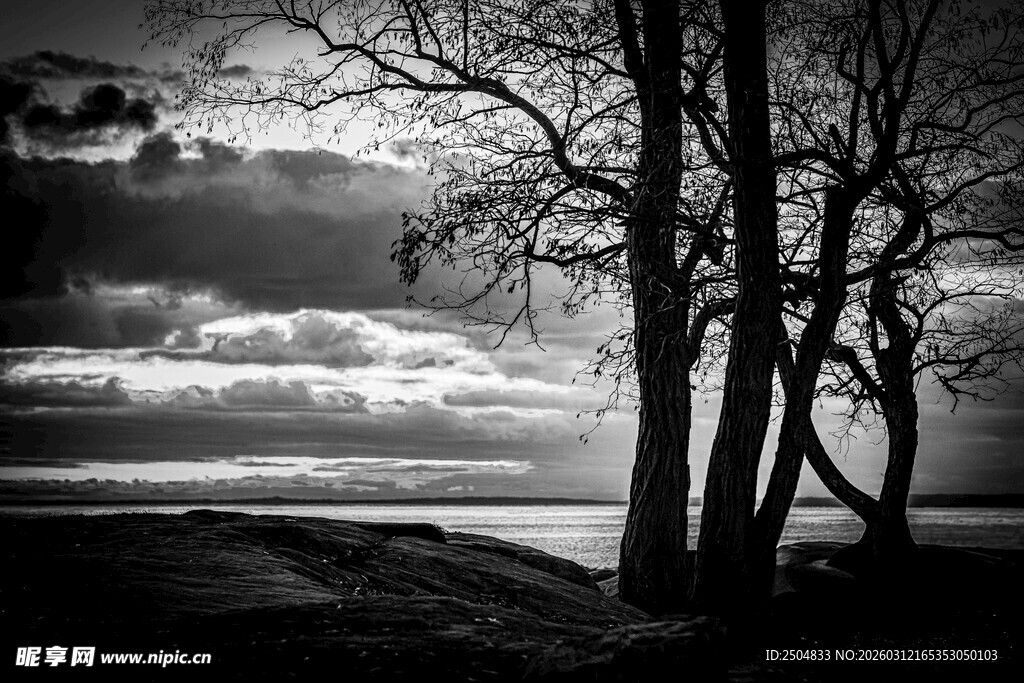 黑白树林下的静谧天空