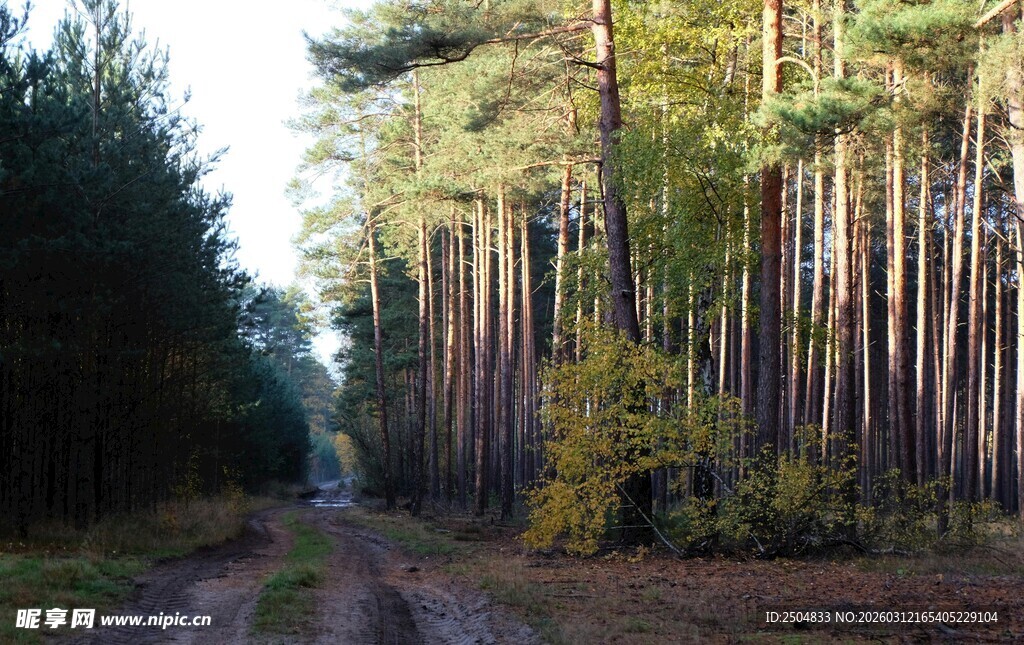 林间小道 秋日森林美景