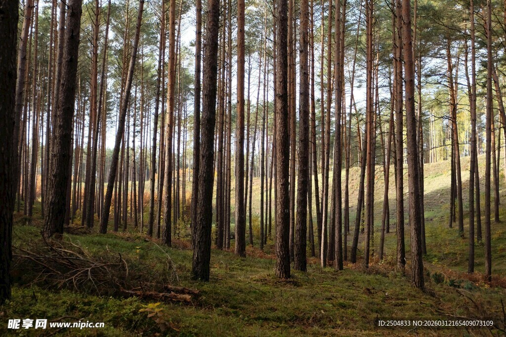 阳光洒落的静谧松树林