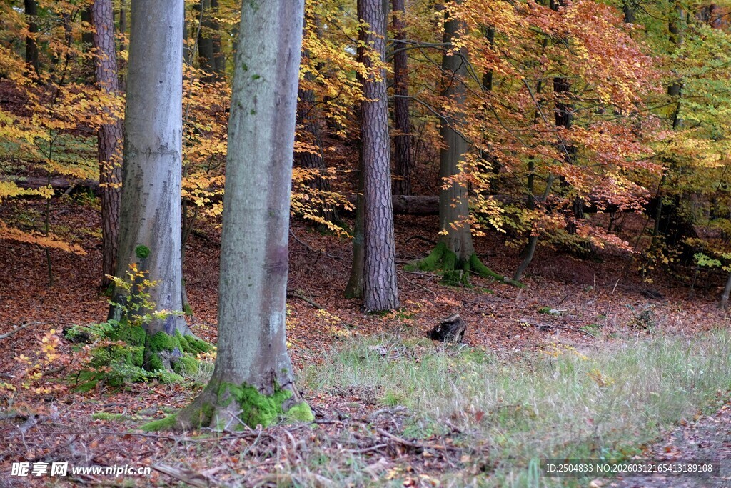 秋日森林中的静谧景象