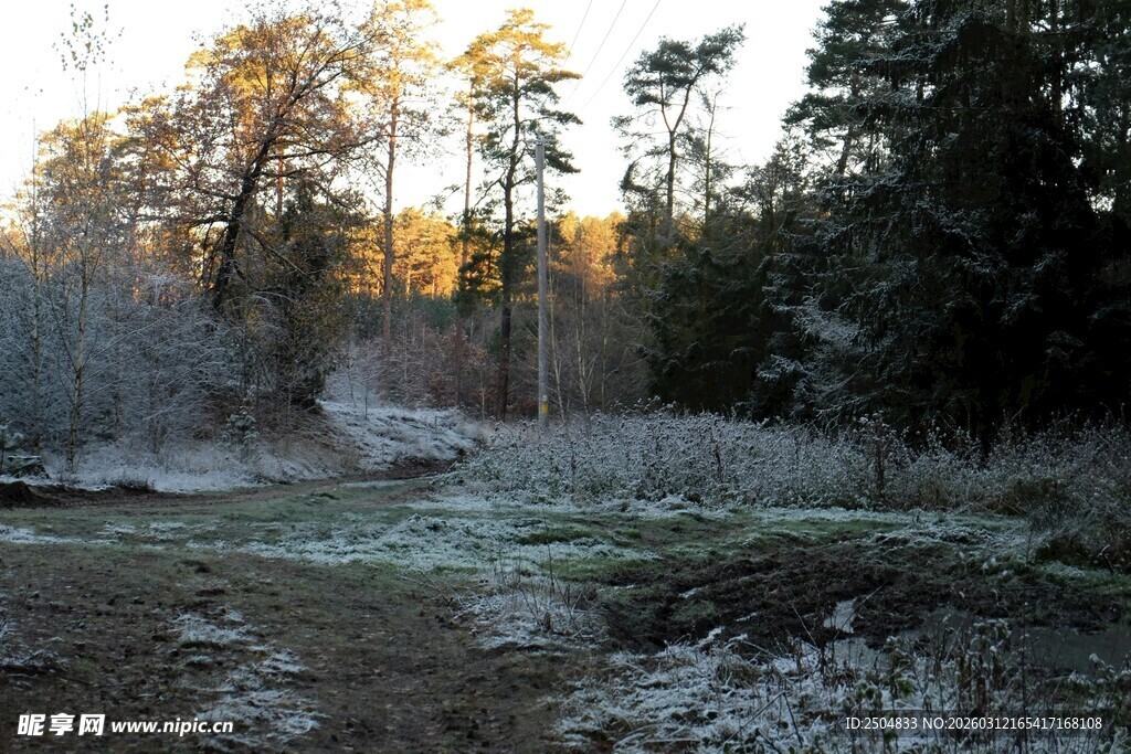 冬日林间清晨景色