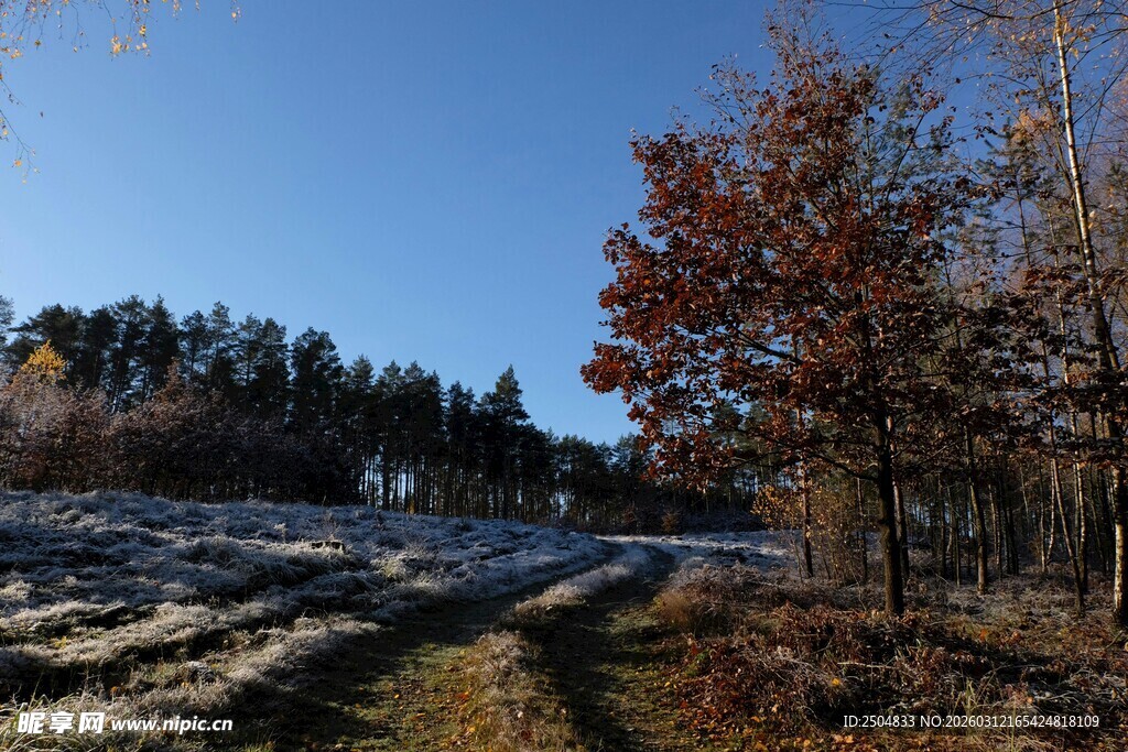 冬日林间小道风景