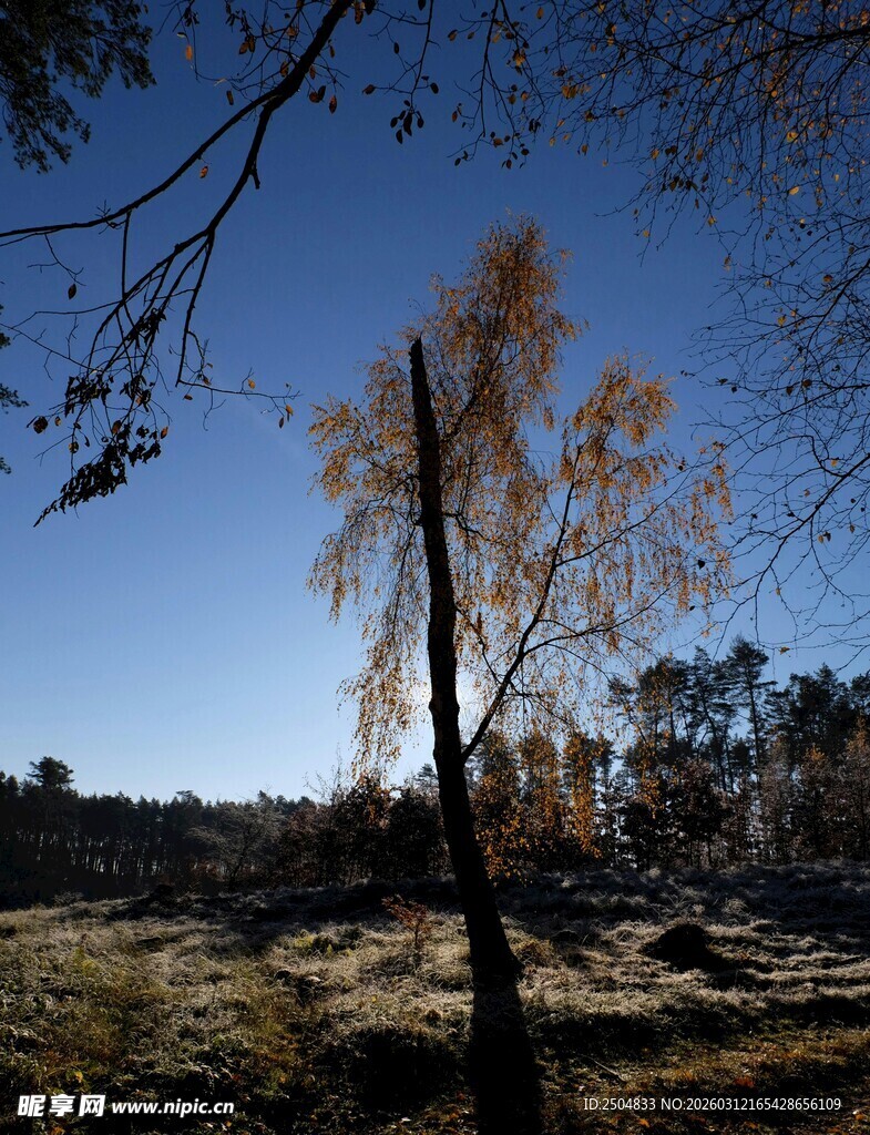 秋日旷野中的挺拔树木