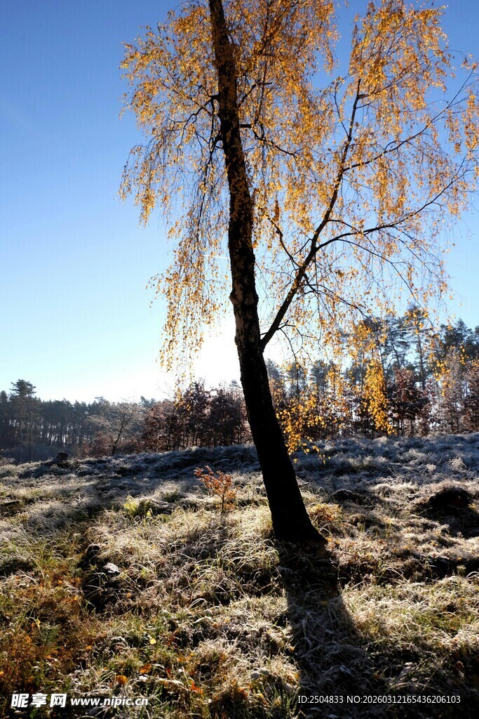 秋日孤树 旷野中的静谧