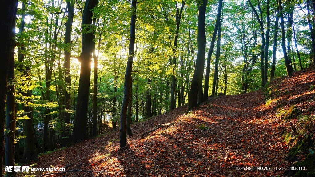 阳光洒落的静谧林间小道