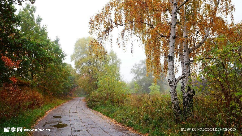 秋日林间小路美景