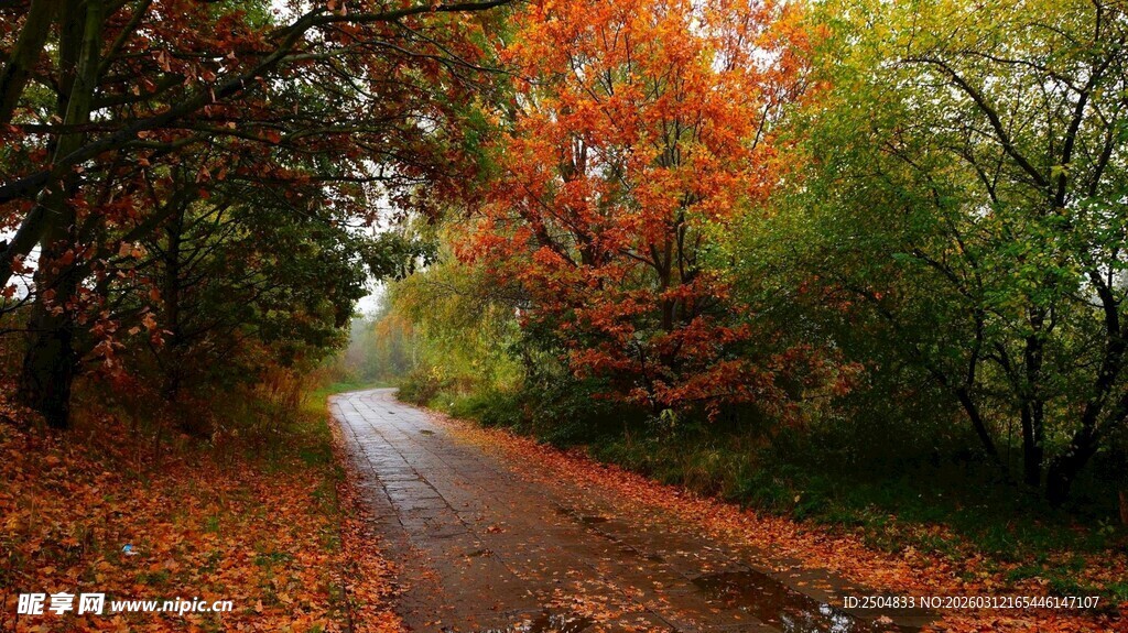 秋日林间小路美景
