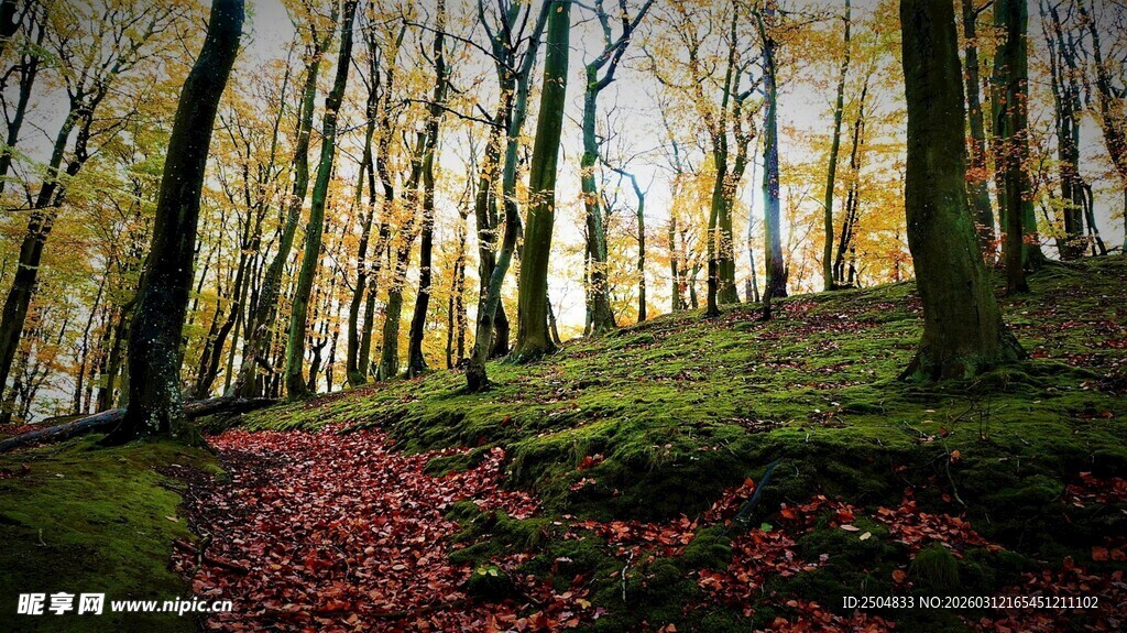 秋日林间小径美景