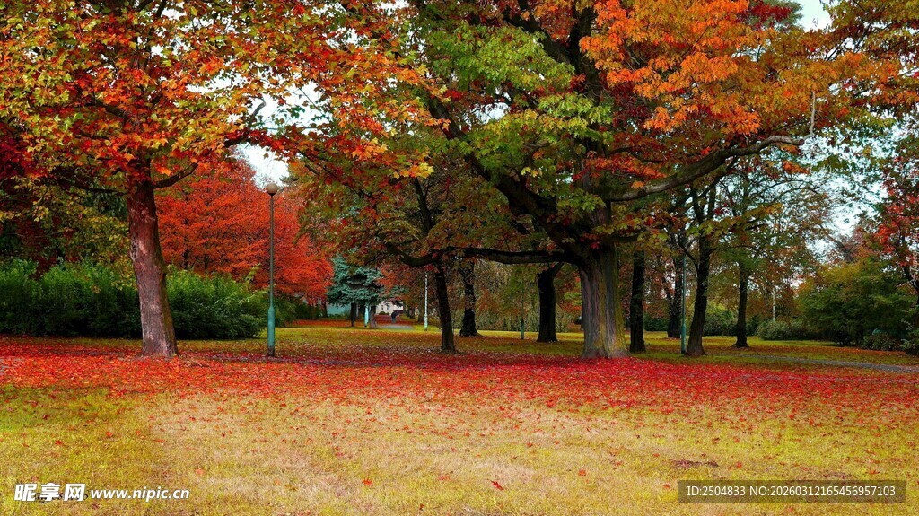 秋日公园斑斓树林美景