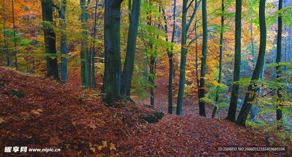 秋日林间小径美景