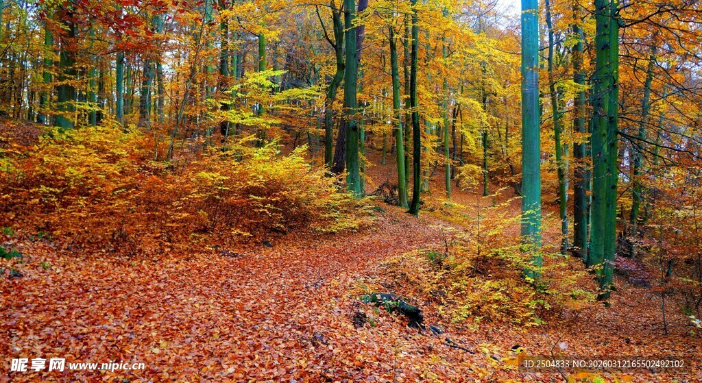 秋日森林小径美景