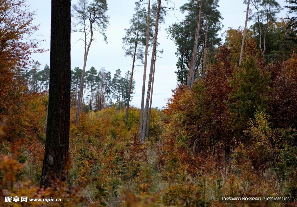 秋日森林中的树木与植被