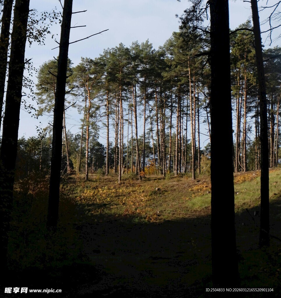 林间小道 秋日森林静谧之景