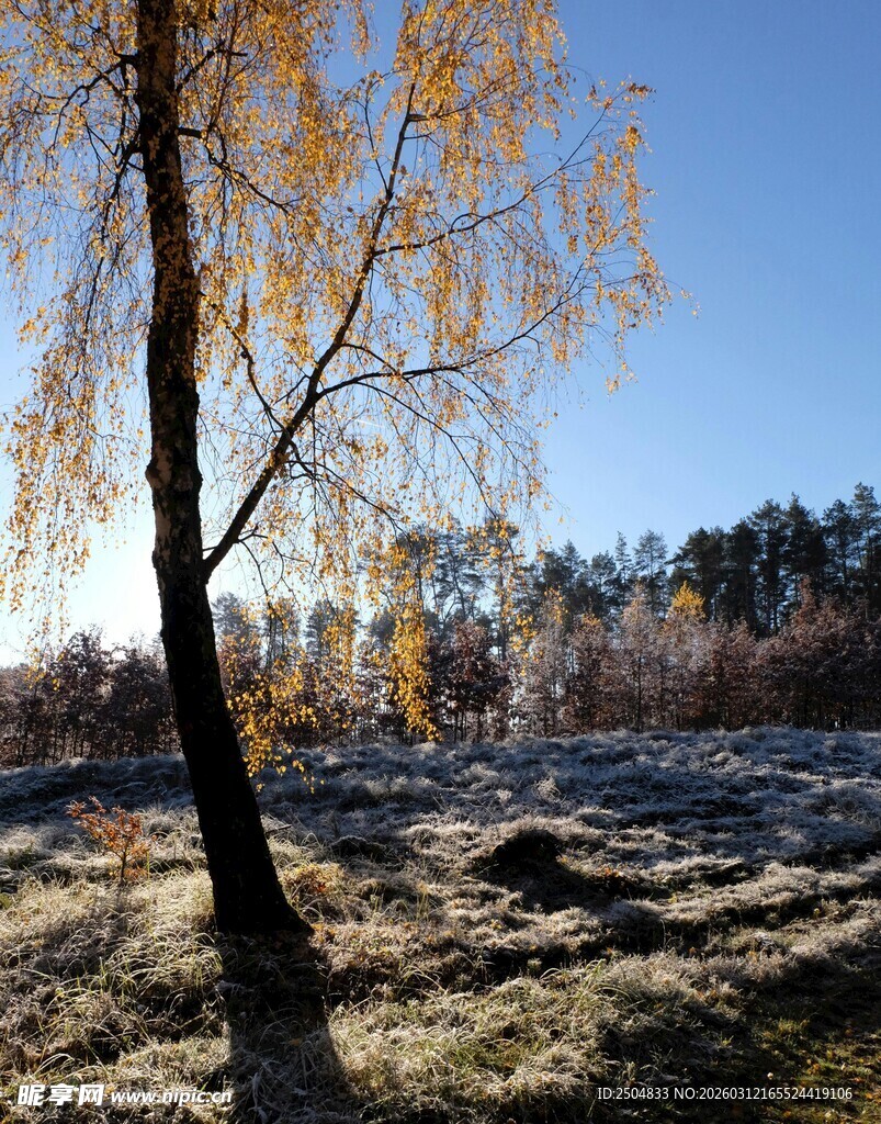 秋日白桦林风景