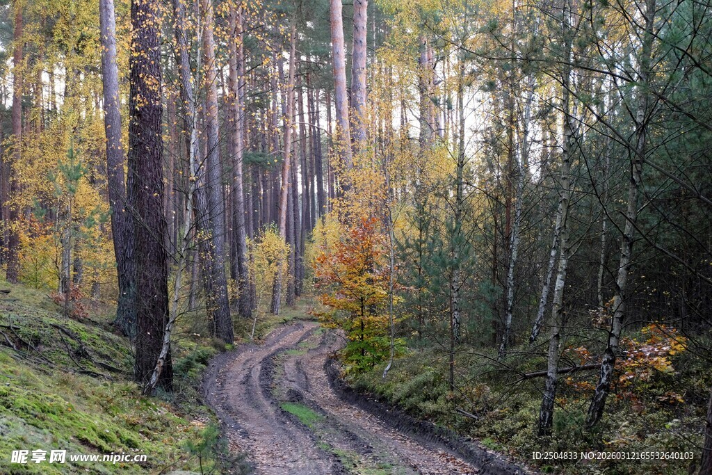 秋日林间蜿蜒小路