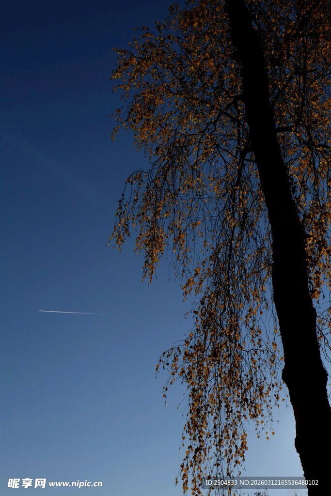 黄昏下的垂枝树木剪影