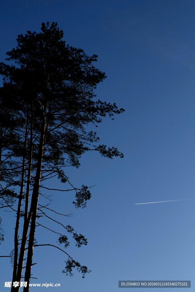 蓝天之下挺拔的松树