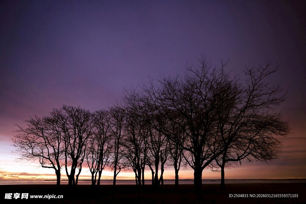 黄昏下的树木剪影