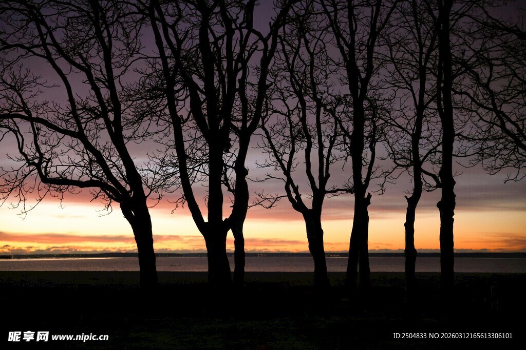 黄昏下的枯树林剪影