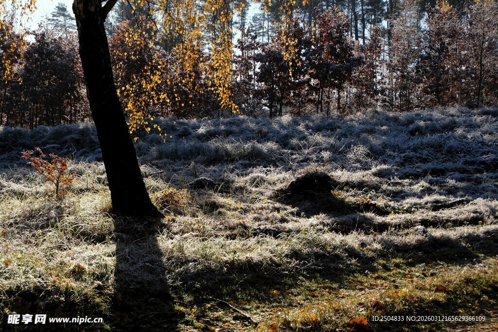 秋日林间草地静谧景象