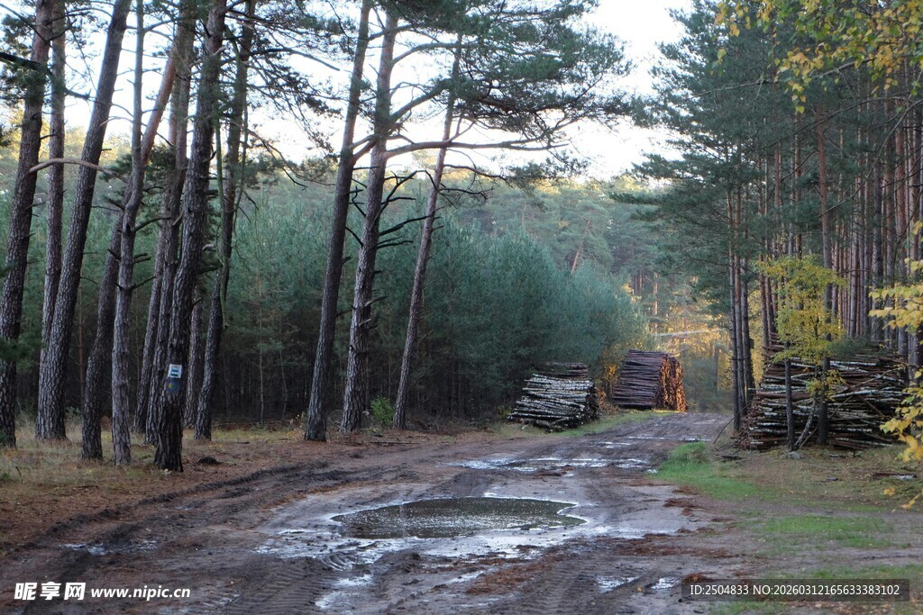 林间泥泞小道 静谧风光