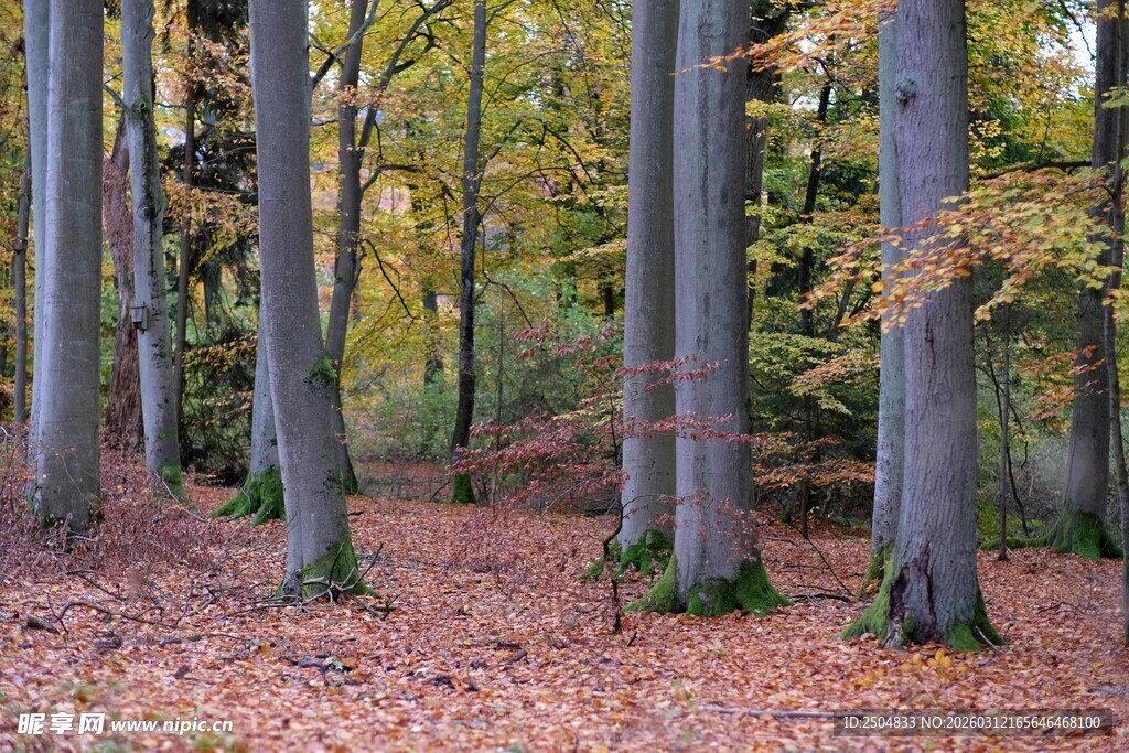 秋日森林落叶与挺拔树木