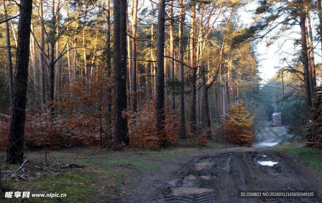秋日林间小道美景