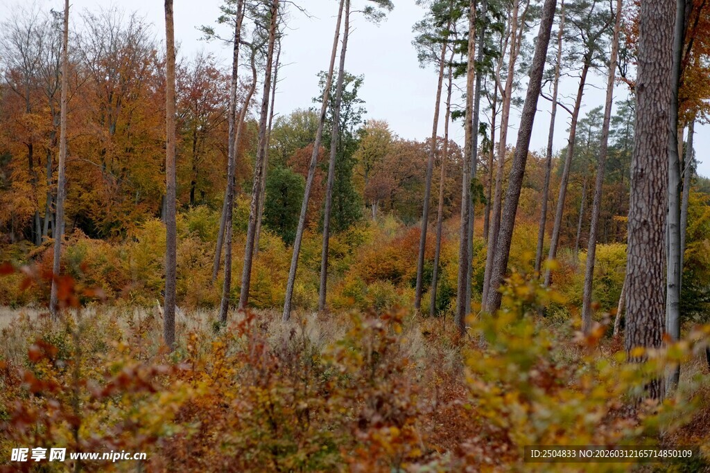 秋日多彩树林美景
