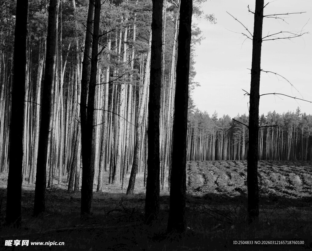 黑白森林中的静谧景象