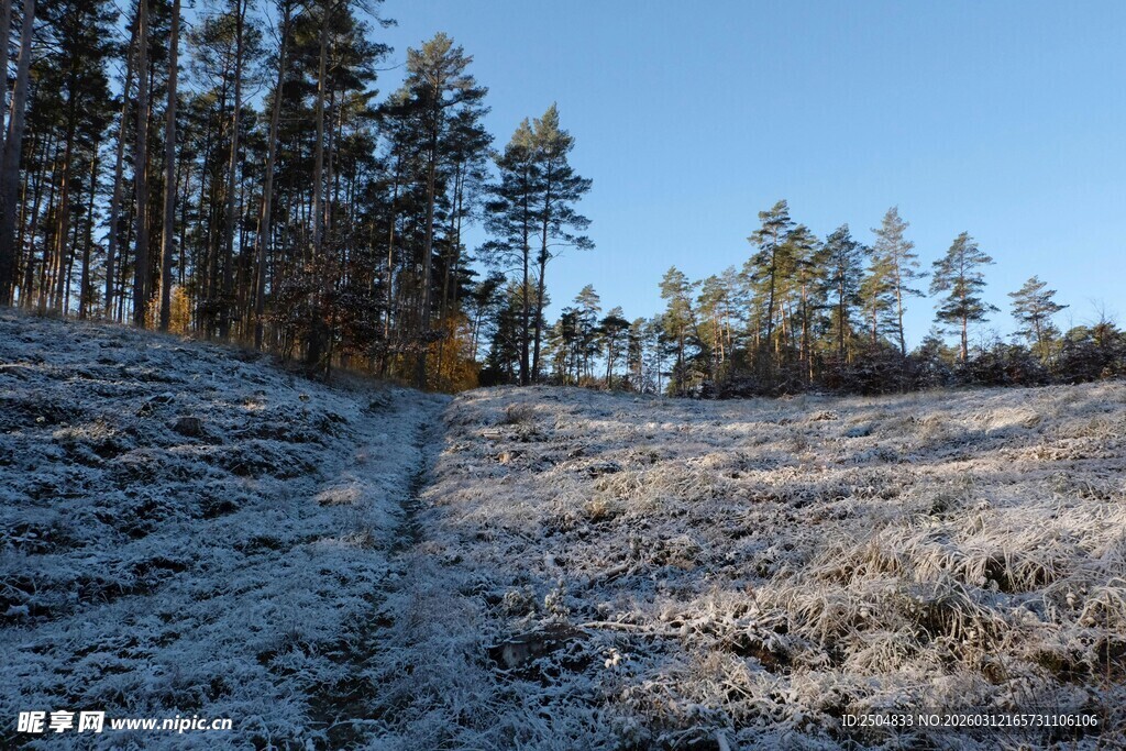 冬日霜覆原野林间小径