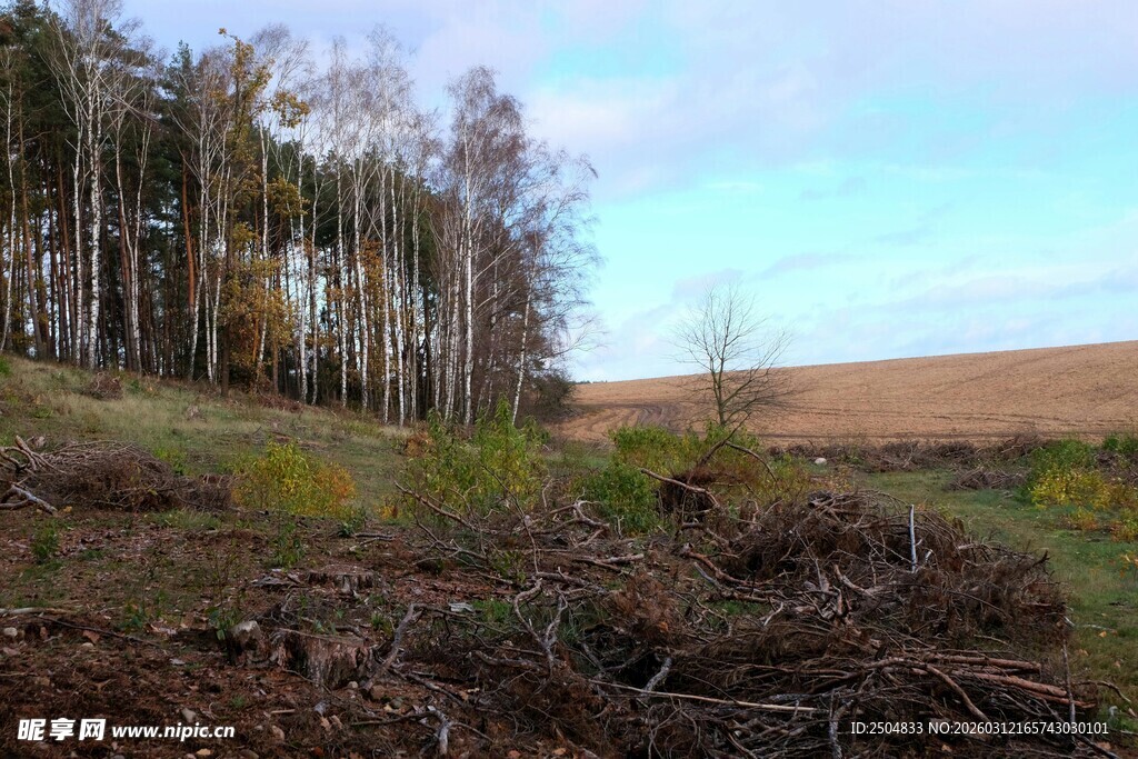 秋日林间空地景象