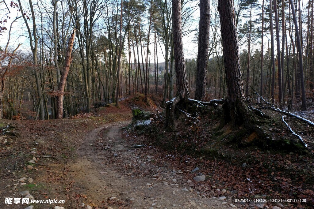 林间土路 静谧自然之景